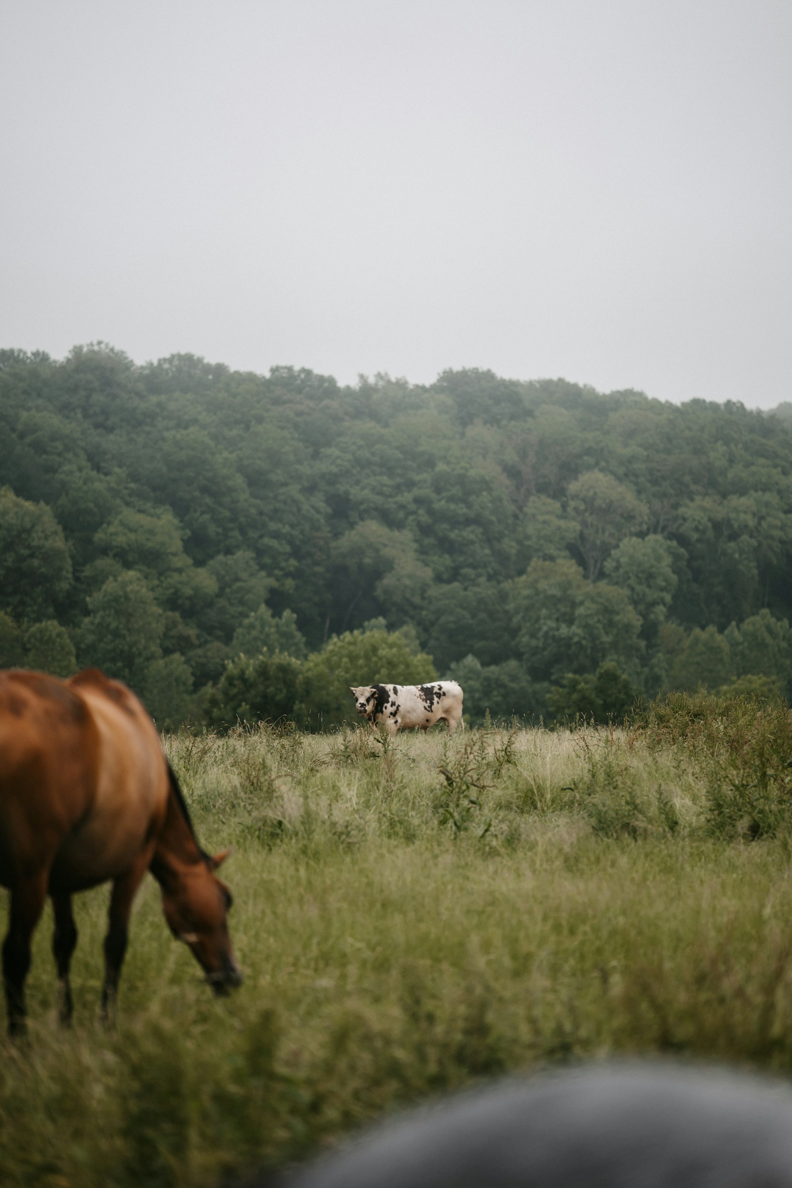 Cows grazing on a lush green field